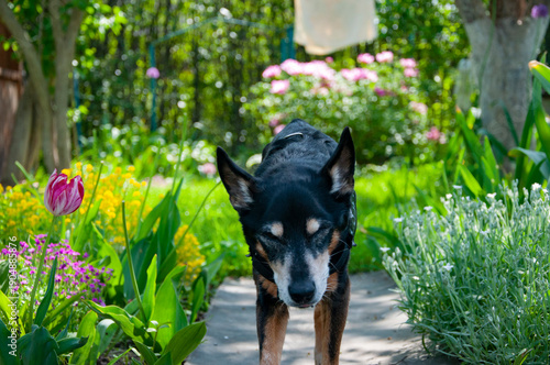 Dog adoption. Black dog outdoor. Pet animal care. Pet in summer countryside. Old dog with collar. Elderly dog in rural yard