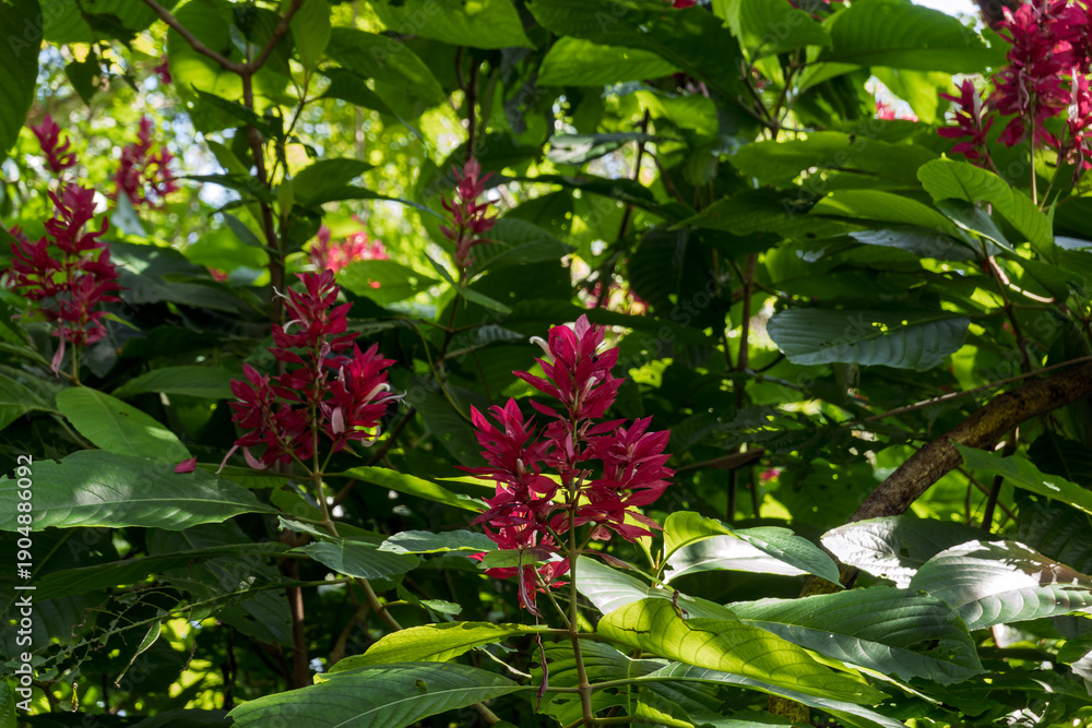 Obraz premium Bright red flowers bloom among large green leaves in a tropical garden