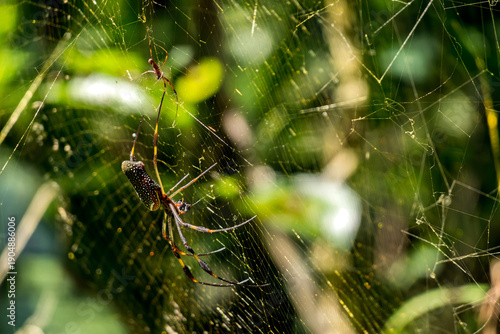 Large spider builds web in tropical forest during daylight hours
