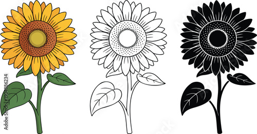 Sunflower silhouette & Outline and illustration set isolated on transparent background