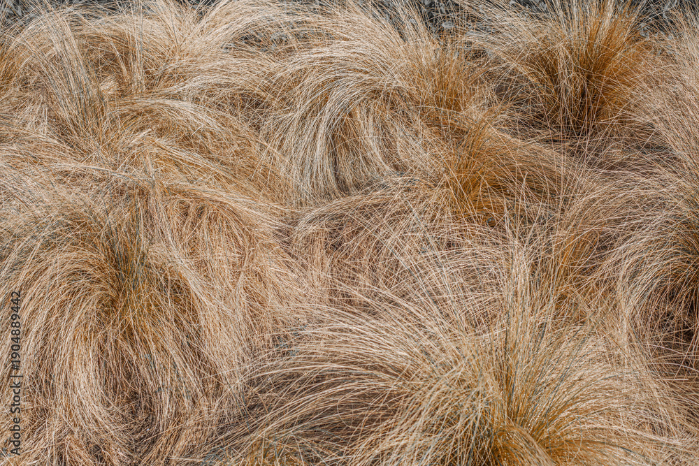 Obraz premium grass abstract