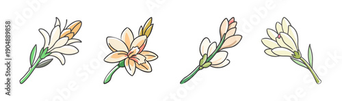 Four tuberose flowers with buds and green leaves, isolated on white background.
