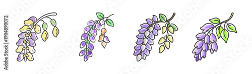 Branches of purple wisteria flowers blooming in spring