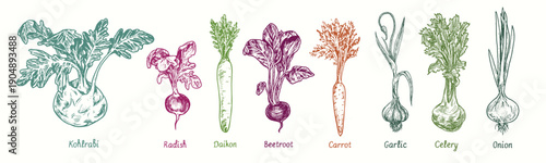 Root vegetables set.  Kohlrabi, radish, daikon, beetroot, carrot, celery, garlic, celery, onion.  Ink black and white doodle drawing in woodcut style