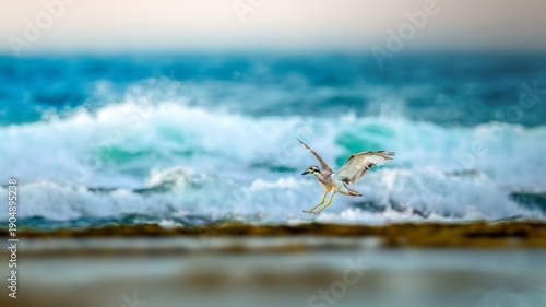 Valokuva he beach stone-curlew also known as beach thick-knee is a large, ground-dwelling bird that occurs in Australasia, the islands of South-east Asia