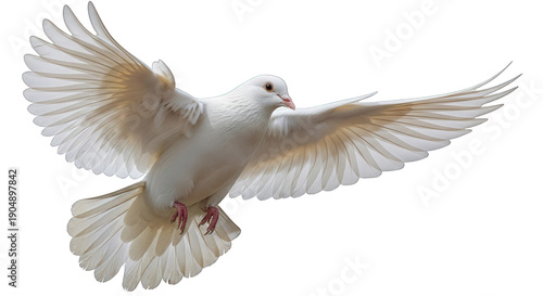White dove flying isolated on transparent background