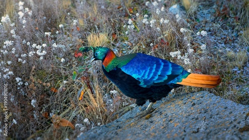 Tableau sur toile The Himalayan monal, also called Impeyan monal, is a landfowl native to Himalayan forests and shrublands at elevations of 2,100–4,500 m