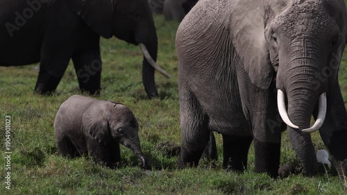 Elephants in Amboseli National Park, Kenya, Africa 