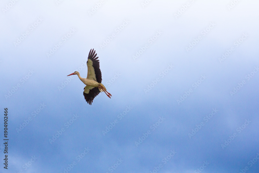 Fototapeta premium White stork flying in the sky with wings spread wide in a rural landscape