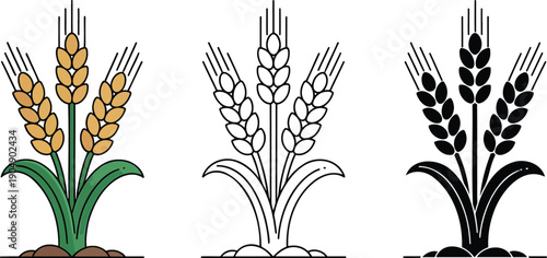 Wheat silhouette & Outline and illustration set isolated on transparent background