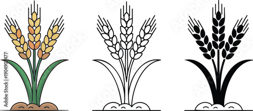 Wheat silhouette & Outline and illustration set isolated on transparent background