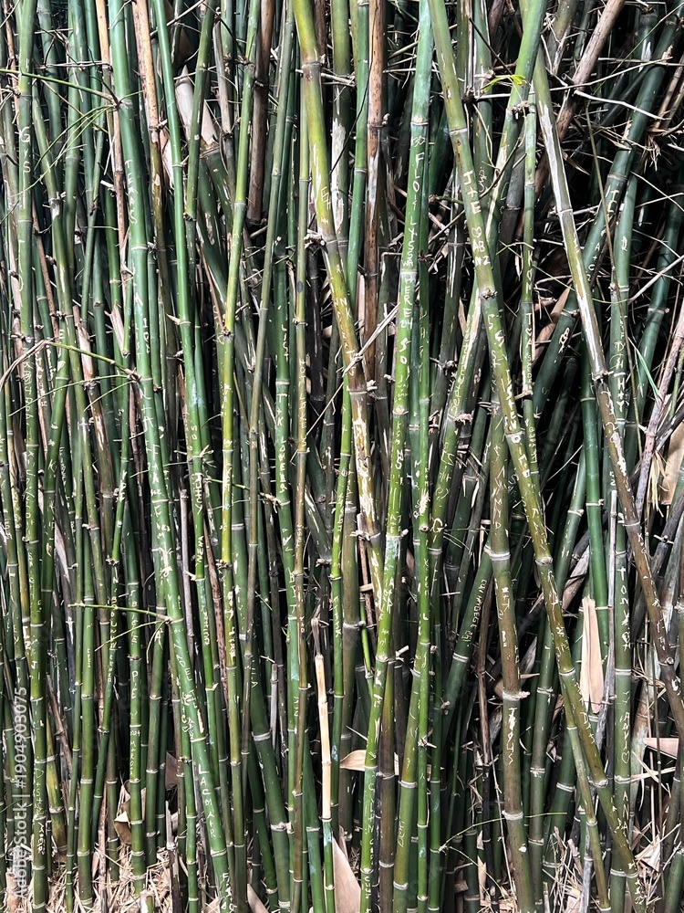 Obraz premium Green Bamboo Texture Background with Natural Stems