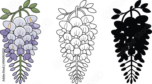Wisteria flower silhouette & Outline and illustration set isolated on transparent background