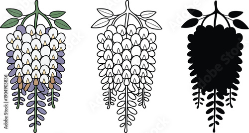 Wisteria flower silhouette & Outline and illustration set isolated on transparent background
