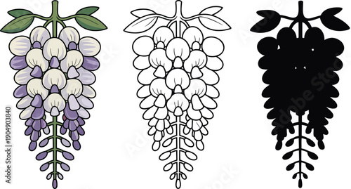 Wisteria flower silhouette & Outline and illustration set isolated on transparent background