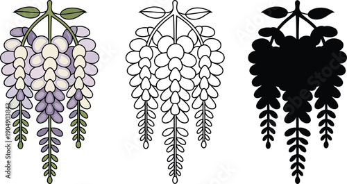 Wisteria flower silhouette & Outline and illustration set isolated on transparent background