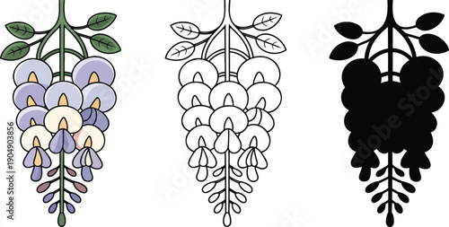 Wisteria flower silhouette & Outline and illustration set isolated on transparent background