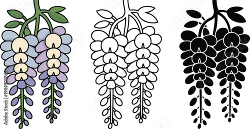 Wisteria flower silhouette & Outline and illustration set isolated on transparent background