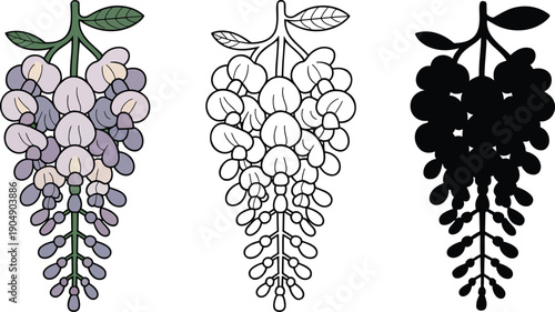 Wisteria flower silhouette & Outline and illustration set isolated on transparent background
