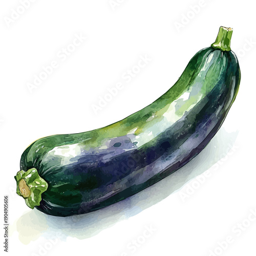 Zucchini, elegant watercolor illustration luminous highlights, isolated on a white background.