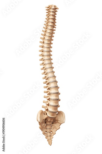 Human spine model with scoliosis curvature isolated on white background