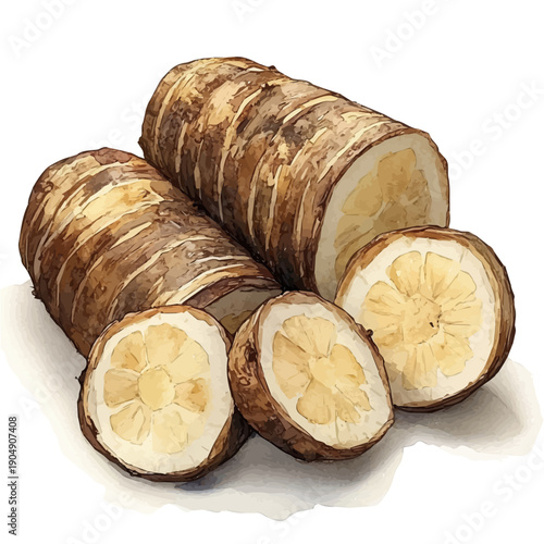 Taro Root, elegant watercolor illustration luminous highlights, isolated on a white background.