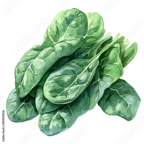 watercolor of Spinach draw illustration, isolated on a white background.