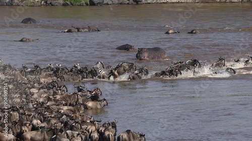 The Wildebeest Great Migration in the Maasai Mara, Africa 