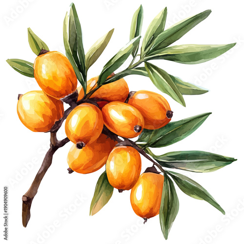 Sea Buckthorn, colorful watercolor painting with bold outlines, isolated on a white background.