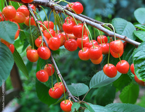 Cuadro en lienzo On a tree branch, ripe berries sweet cherry (Prunus avium)