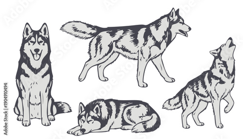 Set of Siberian Husky dogs in different poses and expressions