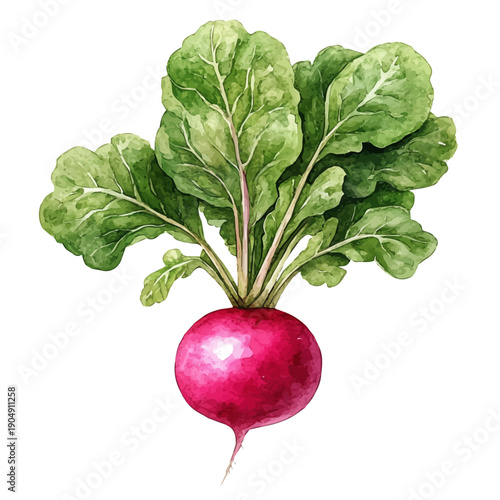 Radish, cute watercolor illustration with intricate patterns and vibrant splashes, isolated on a white background.