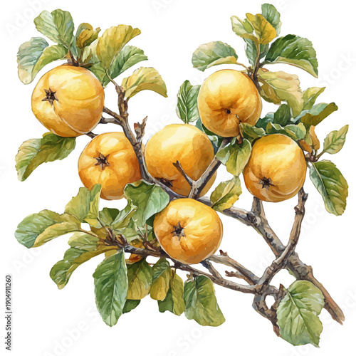 Quince, colorful watercolor painting with bold outlines, isolated on a white background.