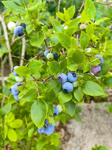 Blueberries bear fruit in the garden, berries with vitamin C.