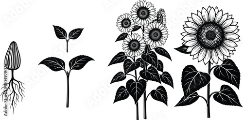 Vector, black, and, white, illustration, of, the, growth, stages, of, a, sunflower, from, seed, to, full, bloom, for, gardening, nature, and, education, design