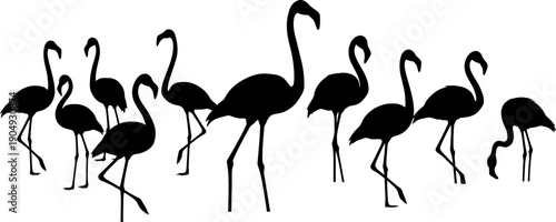 Silhouette of a flock of flamingos standing together in unison on a plain white background