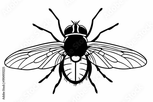 Detailed Black and White Vector Illustration of a Common Housefly Insect