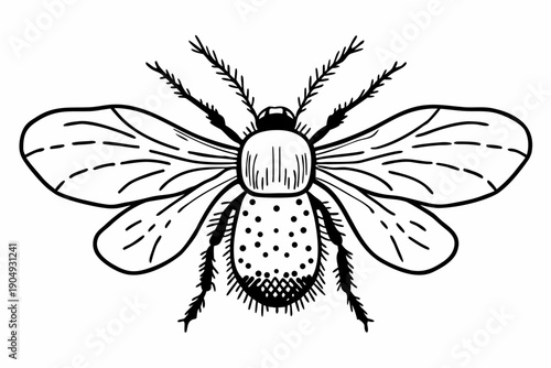 Detailed Hand Drawn Flying Insect Outline Illustration