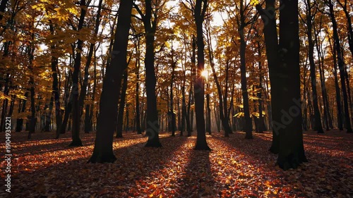 Wallpaper Mural Golden autumn forest with sunlight through trees. Fall nature landscape, colorful foliage, and seasonal woodland footage Torontodigital.ca