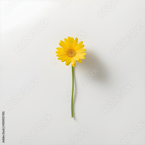 Yellow daisy on a green background /Falgun frame/sunflower frame