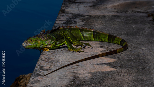 Fotografi Green Iguana by a Canal