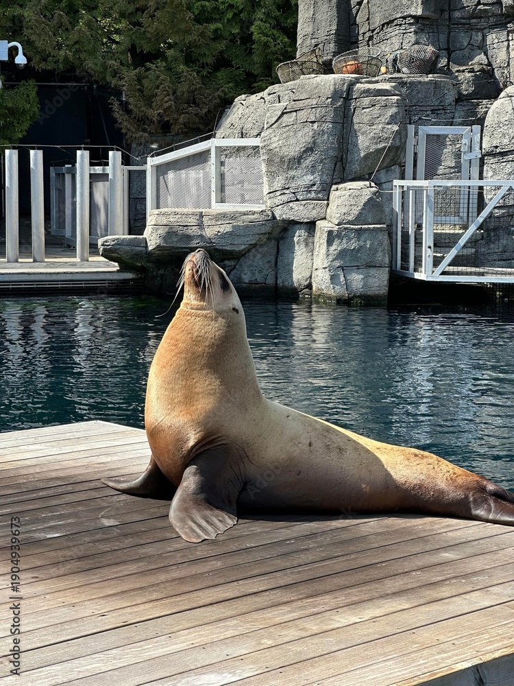 Fototapeta premium Sun-Drenched Seal Basking on a Rustic Wooden Pier