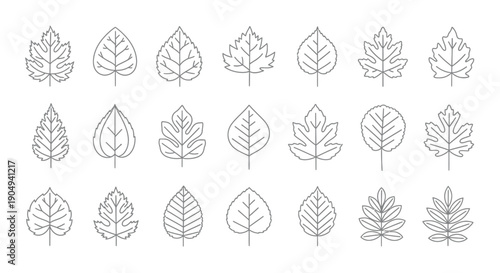 Twenty distinct leaf outlines show botanical variation.