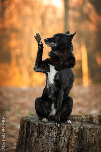 Black dog sitting on a tree stump and raising paw in autumn forest at sunset. Russian european laika 