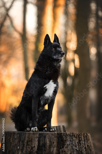 portrait of a black dog sitting on a tree stump in autumn forest at golden hour