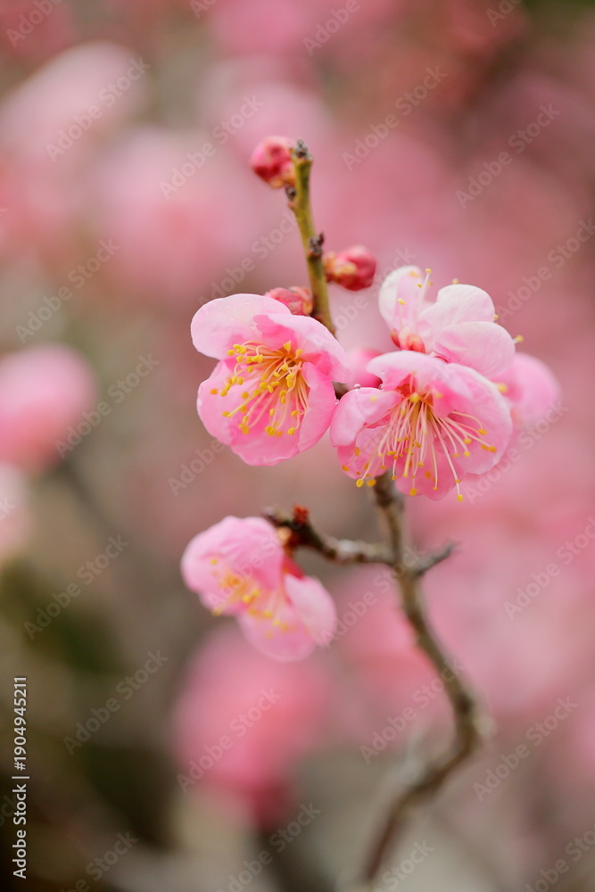 Obraz premium 日本の梅