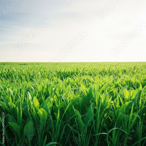Lush, dense green herbage covering a wide field under bright natural light. The thriving plant life symbolizes growth, agriculture, and healthy ecology, spring, thriving, pasture
