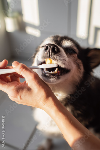 Funny dog brushing teeth with toothbrush cute pet