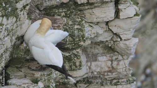Northern Gannet, Morus bassanus, birds colony on cliffs, Bempton Cliffs, North Yorkshire, England	