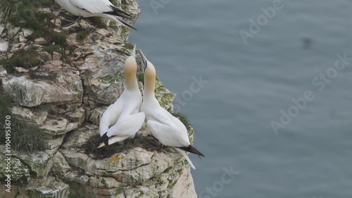 Northern Gannet, Morus bassanus, birds colony on cliffs, Bempton Cliffs, North Yorkshire, England	
